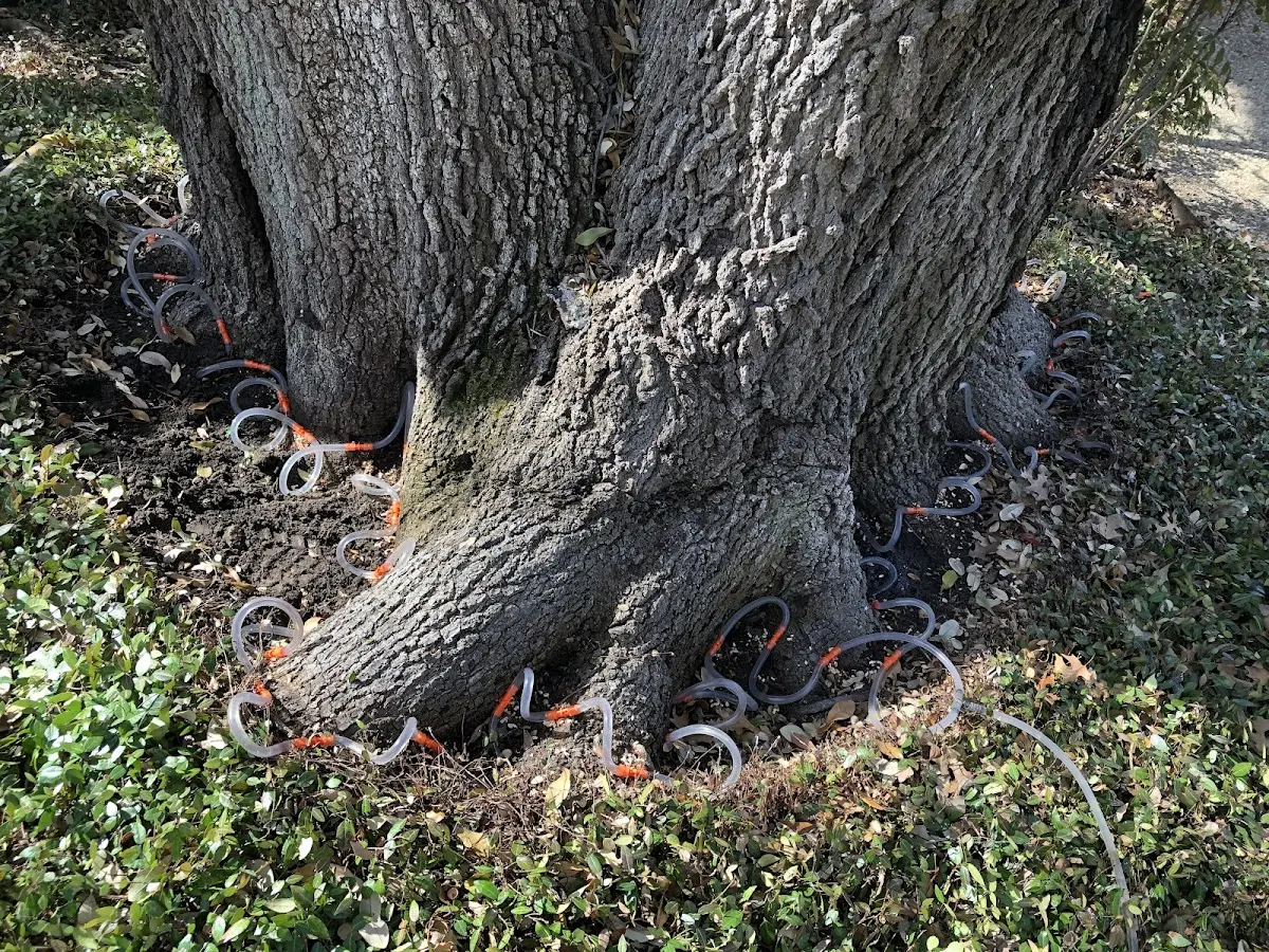 Detailed Tree Cabling and Bracing job site in Agra