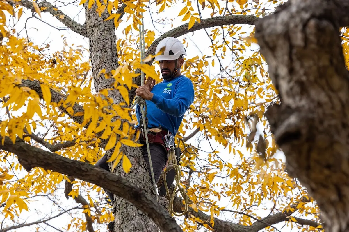 Skilled Tree Pruning crew working in Agra